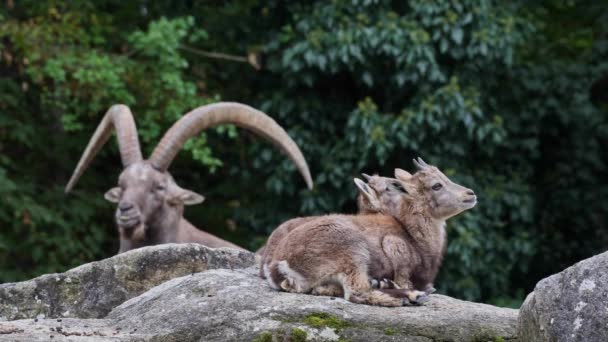 Młode Dziecko Góra Ibex Skale Capra Ibex Niemieckim Parku — Wideo stockowe
