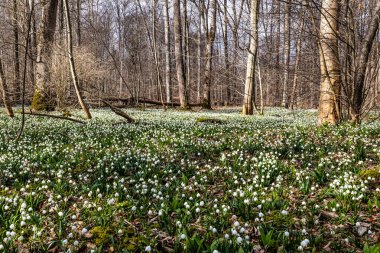 Kar Tanesi Ormanı. Leucojum vernum çiçekleri, Almanya 'nın Bavyera, Genderkingen kentindeki bir Alman ormanında Mart ayının başlarında toplandı.