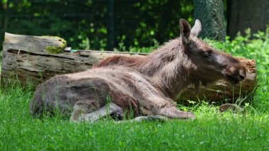 Geyik ya da geyik, Alces Alces geyik familyasındaki en büyük türdür. Geyikler, erkeklerin geniş, düz ya da palmat boynuzlarıyla ayırt edilir..