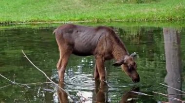 Geyik ya da geyik, Alces Alces geyik familyasındaki en büyük türdür. Geyikler, erkeklerin geniş, düz ya da palmat boynuzlarıyla ayırt edilir..