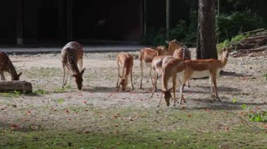 Chital ya da cheetal geyik, Axis axis, Alman Ulusal Parkı 'ndaki benekli geyik ya da eksen geyiği olarak da bilinir..