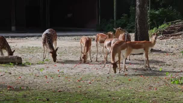 Chital Cheetal Geyik Axis Axis Alman Ulusal Parkı Ndaki Benekli — Stok video