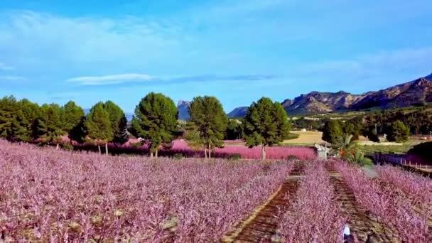 在Cieza Torre的桃花 穆尔西亚地区Cieza桃树开花的录像 李子和油桃树 西班牙 — 图库视频影像