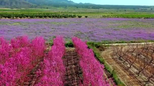 Flor Pêssego Jumilla Videografia Florescimento Pessegueiros Jumilla Região Murcia Pêssego — Vídeo de Stock