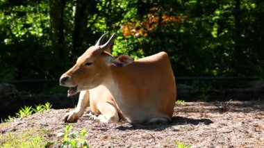 Banteng, Bos javanicus veya Red Bull. Vahşi bir sığır türüdür ama sığır ve bizondan farklı kilit özellikler vardır: hem erkek hem de dişilerde beyaz bir şerit..