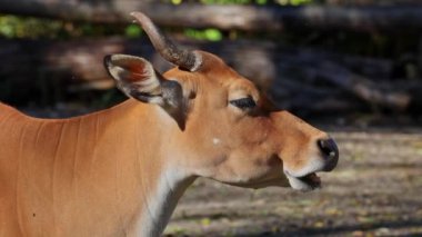 Banteng, Bos javanicus veya Red Bull. Vahşi bir sığır türüdür ama sığır ve bizondan farklı kilit özellikler vardır: hem erkek hem de dişilerde beyaz bir şerit..