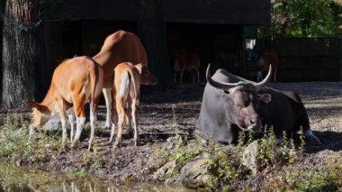 Banteng, Bos javanicus veya Red Bull. Vahşi bir sığır türüdür ama sığır ve bizondan farklı kilit özellikler vardır: hem erkek hem de dişilerde beyaz bir şerit..