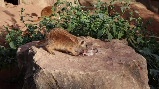Meerkat Lat Suricata Suricatta Sentado Uma Pedra Jantar Com Mouse — Vídeo de Stock