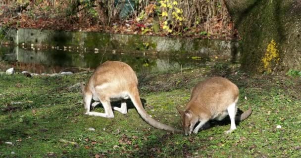 敏捷的袋鼠 Macropus Agilis 也被称为沙质袋鼠 Sandy Wallaby 是一种袋鼠 产于澳大利亚北部和新几内亚 — 图库视频影像
