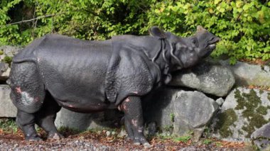 Hintli gergedan, gergedan unicornis de Büyük Tek Boynuzlu Gergedan ve Asyalı Tek Boynuzlu Gergedan olarak adlandırılır ve gergedan familyasına aittir..