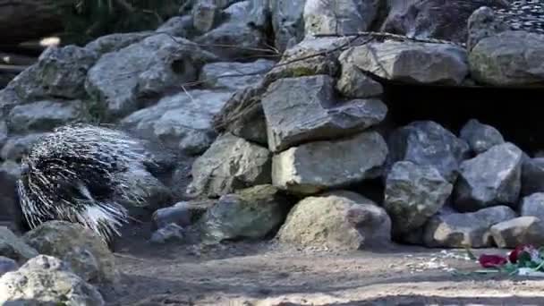 Ινδική Χερσόνησος Porcupine Hystrix Indica Ινδική Σκαντζόχοιρος Είναι Ένα Μεγάλο — Αρχείο Βίντεο