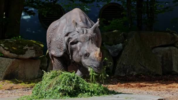 Ινδός Ρινόκερος Rhinoceros Unicornis Ονομάζεται Επίσης Μεγαλύτερος Μονόκερος Ρινόκερος Και — Αρχείο Βίντεο