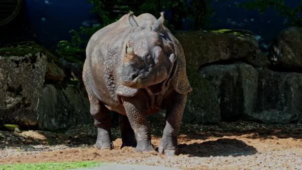 Badak India Rhinoceros Unicornis Juga Disebut Badak Bertanduk Satu Besar — Stok Video