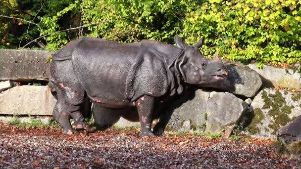 Індійський Rhinoceros Rhinoceros Unicornis Також Називають Великим Однорогом Rhinoceros Азійських — стокове відео