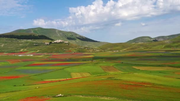 Lentil Flowering Poppies Cornflowers Castelluccio Norcia National Park Sibillini Mountains — Stock Video
