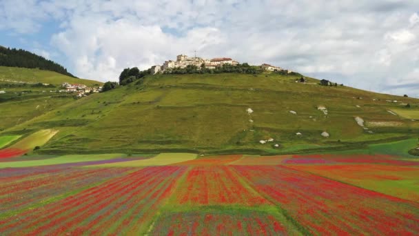 Linsenblüte Mit Mohn Und Kornblumen Castelluccio Norcia Nationalpark Sibillini Berge — Stockvideo