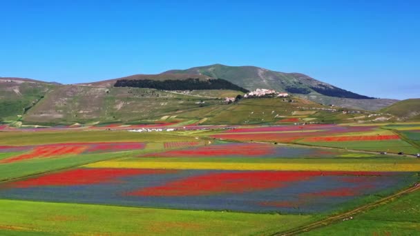 Kwitnienie Soczewicy Makiem Kwiatami Kukurydzy Castelluccio Norcia Park Narodowy Góry — Wideo stockowe