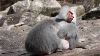 Hamadryas babunu, papio hamadryas, yan yana oturup birbirlerini tımar ediyorlar. Papio hamadryas bir babun türüdür.