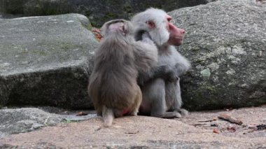 Hamadryas babunu, papio hamadryas, yan yana oturup birbirlerini tımar ediyorlar. Papio hamadryas bir babun türüdür.