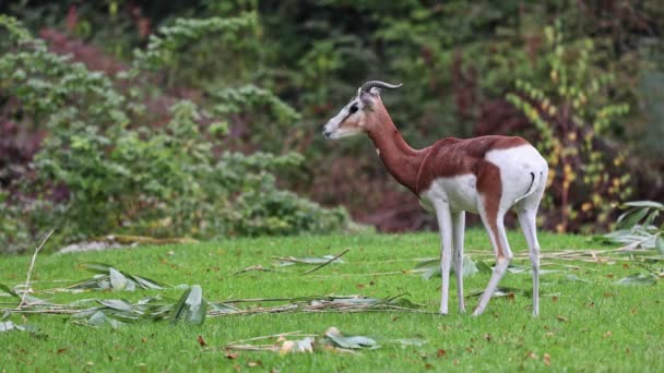 Gazelle Dama Gazelle Een Gazelle Uit Familie Gazellen Gazellidae Woont — Stockvideo