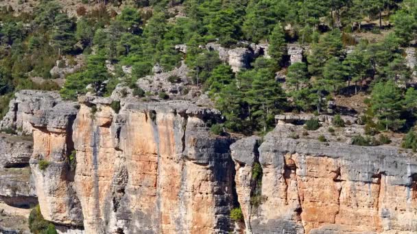 グリフォンのハゲタカ ジプスはスペインのウアでセラニア クエンカの周りを飛んでいます Raya Escalern — ストック動画