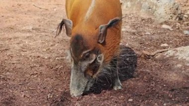 Kızıl nehir domuzu, Potamochoerus porcus, ayrıca çalı domuzu olarak da bilinir. Bu domuzun yer altında yiyecek bulmak için keskin bir koku alma duyusu var..