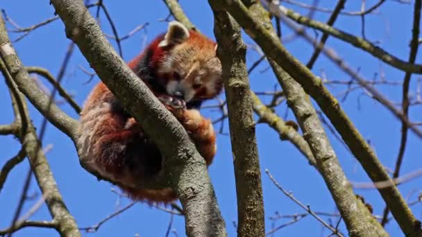 Ailurus Fulgens 팬더라고 도불리는 고양이 나무에 — 비디오