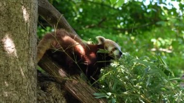 Kırmızı panda, Ailurus fulgens, daha küçük panda ve ağaçta oturan kırmızı kedi ayı olarak da bilinir..
