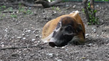 Kızıl nehir domuzu, Potamochoerus porcus, ayrıca çalı domuzu olarak da bilinir. Bu domuzun yer altında yiyecek bulmak için keskin bir koku alma duyusu var..