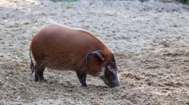 Kızıl nehir domuzu, Potamochoerus porcus, ayrıca çalı domuzu olarak da bilinir. Bu domuzun yer altında yiyecek bulmak için keskin bir koku alma duyusu var..