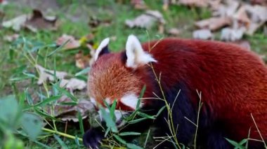 Kırmızı panda, Ailurus fulgens, daha küçük panda ve ağaçta oturan kırmızı kedi ayı olarak da bilinir..