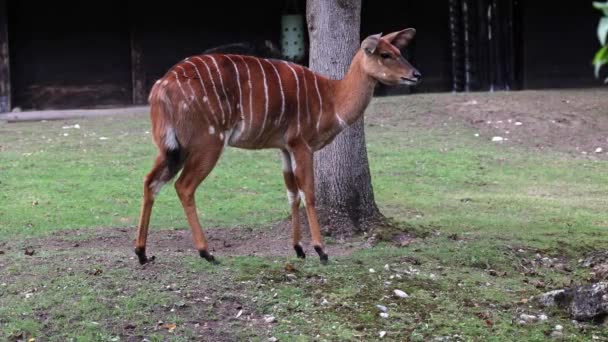 Nyalan Tragelaphus Angasii Spiralbehornad Antilop Från Södra Afrika Det Art — Stockvideo