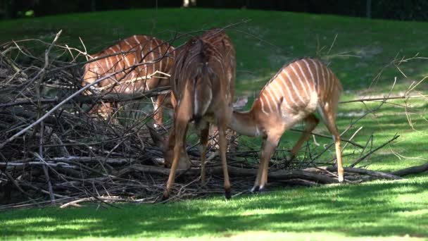 Nyala Tragelaphus Angasii Güney Afrika Özgü Spiral Boynuzlu Bir Antiloptur — Stok video