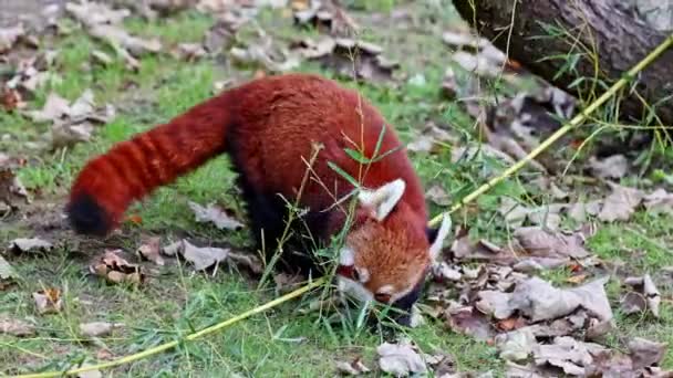 Red Panda Ailurus Fulgens Also Called Lesser Panda Red Cat — ストック動画