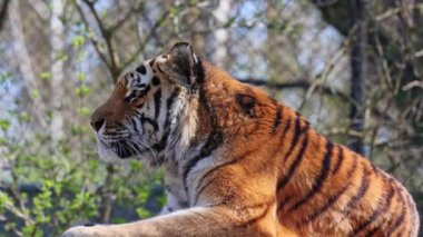 Sibirya kaplanı, Panthera tigris altaica dünyanın en büyük kedisidir.