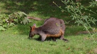 Wallaby bataklığı, Wallabia bicolor, küçük kangurulardan biridir. Bu valabi aynı zamanda siyah valabi olarak da bilinir.