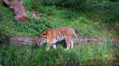Sibirya kaplanı, Panthera tigris altaica dünyanın en büyük kedisidir.