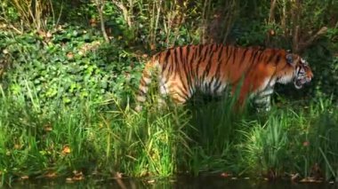 Sibirya kaplanı, Panthera tigris altaica dünyanın en büyük kedisidir.