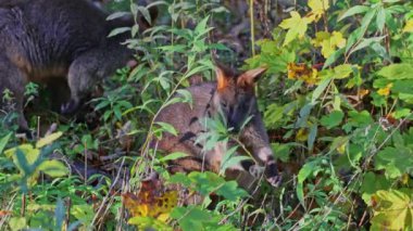 Wallaby bataklığı, Wallabia bicolor, küçük kangurulardan biridir. Bu valabi aynı zamanda siyah valabi olarak da bilinir.