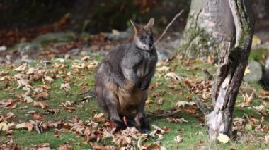 Wallaby bataklığı, Wallabia bicolor, küçük kangurulardan biridir. Bu valabi aynı zamanda siyah valabi olarak da bilinir.