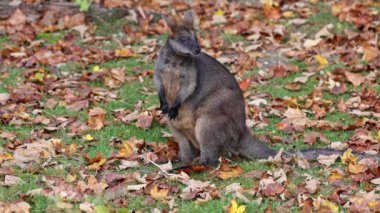 Wallaby bataklığı, Wallabia bicolor, küçük kangurulardan biridir. Bu valabi aynı zamanda siyah valabi olarak da bilinir.