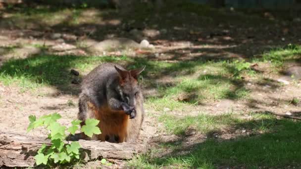 Bagno Wallaby Dwukolorowy Wallabia Jest Jednym Mniejszych Kangurów Ściana Jest — Wideo stockowe