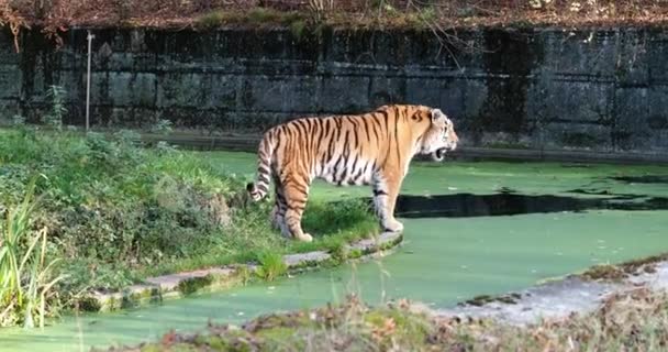 Siberische Tijger Panthera Tigris Altaica Grootste Kat Ter Wereld — Stockvideo