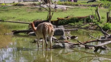 Vicunas, Vicugna Vicugna, And Dağları 'nın yüksek dağlık bölgelerinde yaşayan lama' nın akrabaları.