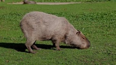 Capybara, Hydrochoerus hydrochaeris dünyadaki en büyük kemirgendir. En yakın akrabaları agouti, çinçilya, coyphillas ve kobaylardır. Güney Amerika 'ya özgü.. 