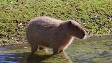 Capybara, Hydrochoerus hydrochaeris dünyadaki en büyük kemirgendir. En yakın akrabaları agouti, çinçilya, coyphillas ve kobaylardır. Güney Amerika 'ya özgü.. 