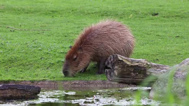Capybara Hydrochoerus Hydrochaeris Jest Największym Zachowanym Gryzoniem Świecie Jego Najbliższymi — Wideo stockowe