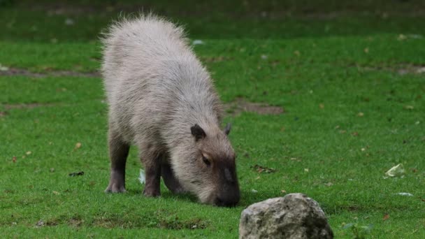 Capybara Hydrochoerus Hydrochaeris Est Grand Rongeur Existant Dans Monde Ses — Video