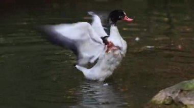 Ortak shelduck, Tadorna tadorna Tadorna shelduck cins su kuşları familyasından.