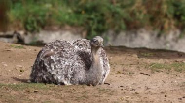 Darwin 'in Rhea' sı, Rhea pennata, daha az Rhea olarak da bilinir..